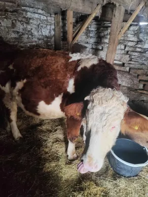 Dve krave i junica - thumbnail 2