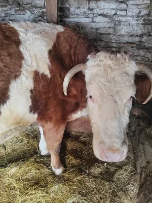 Dve krave i junica - thumbnail 3