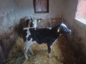 Muško tele - thumbnail 1