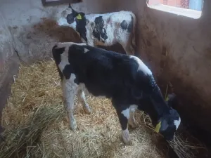 Muško tele - thumbnail 2