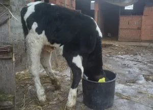 Muško tele - thumbnail 3