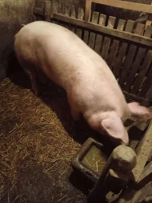 Nazimica - thumbnail 2