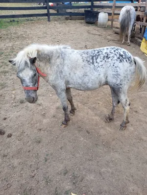 Apaluzo kobila - thumbnail 1