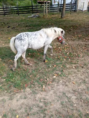 Apaluzo kobila - thumbnail 2