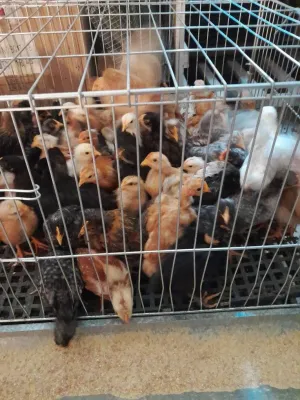 Domaći pilići - thumbnail 1