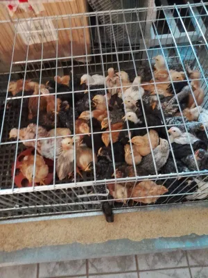 Domaći pilići - thumbnail 2