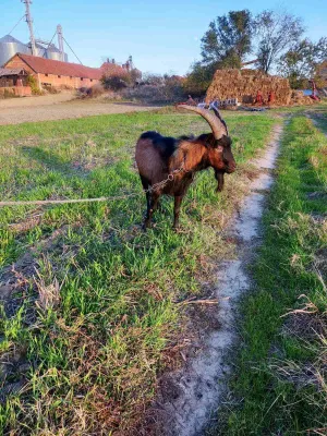 Jarac na prodaju - thumbnail 1