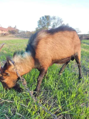 Jarac na prodaju - thumbnail 2