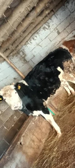 Junica - thumbnail 1