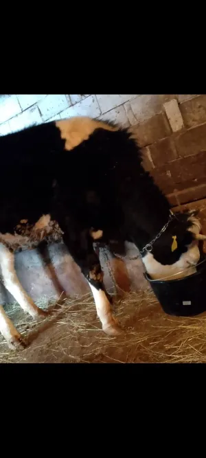 Junica - thumbnail 2