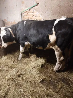 Junica na prodaju - thumbnail 1