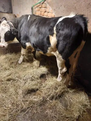 Junica na prodaju - thumbnail 2