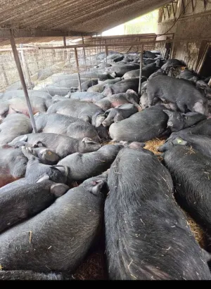 Moravke na prodaju - thumbnail 1