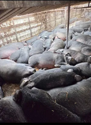 Moravke na prodaju - thumbnail 2