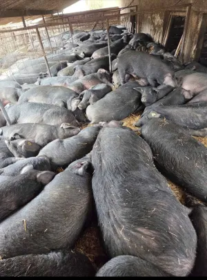 Moravke na prodaju - thumbnail 3