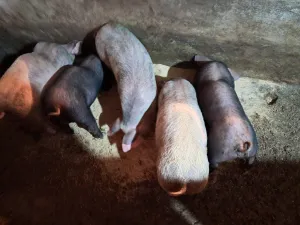 Prasići na prodaju - thumbnail 2