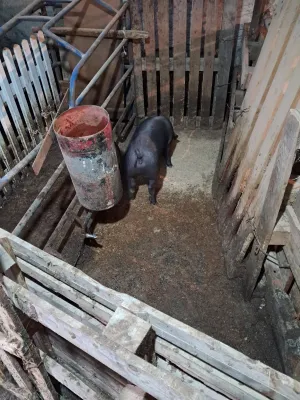 Prasići na prodaju - thumbnail 3