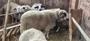 Ovan na prodaju - thumbnail 1