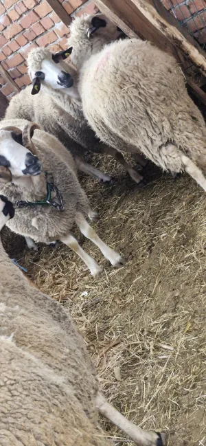 Ovan na prodaju - thumbnail 2