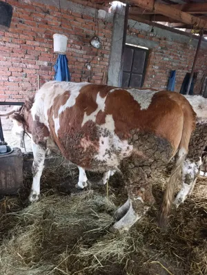 Krava jalova - thumbnail 2