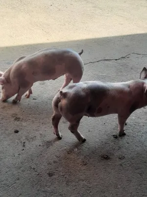 Prasad za priplod - thumbnail 1