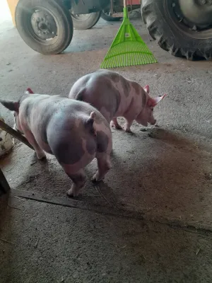 Prasad za priplod - thumbnail 2