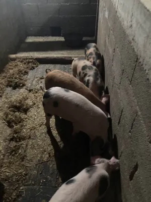 Prasići - thumbnail 1