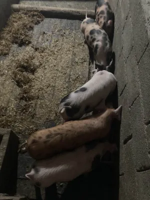 Prasići - thumbnail 2