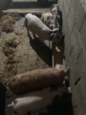 Prasići - thumbnail 3