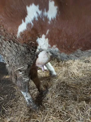 Krava na prodaju - thumbnail 2