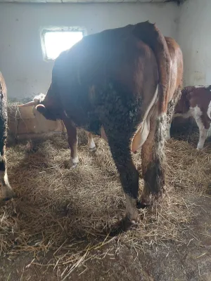 Krava na prodaju - thumbnail 3