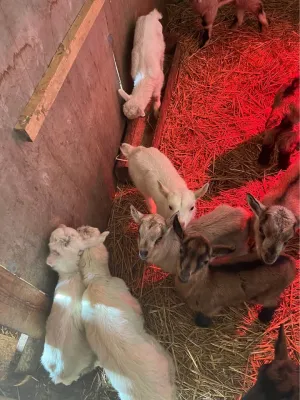 Jarad na prodaju - thumbnail 3