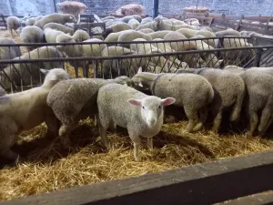 Prodajem jaganjce - thumbnail 1