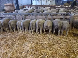 Prodajem jaganjce - thumbnail 2