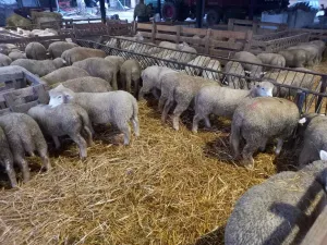 Prodajem jaganjce - thumbnail 3