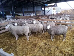 Prodaja ovnova - thumbnail 2