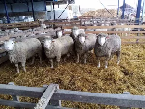 Prodaja ovnova - thumbnail 3