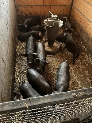 50 prasića na prodaju - thumbnail 1