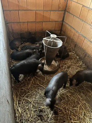 50 prasića na prodaju - thumbnail 2