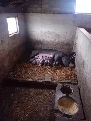 Krmača i 10 prasića - thumbnail 1