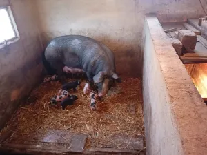 Krmača i 10 prasića - thumbnail 2