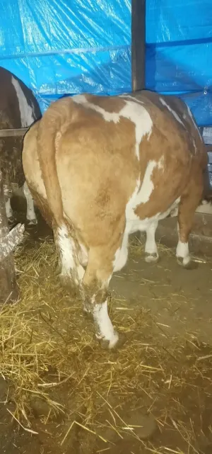 Jalova krava - thumbnail 1