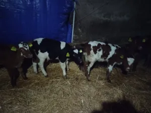 Telad do mesec dana - thumbnail 1