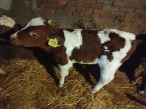 Telad do mesec dana - thumbnail 2