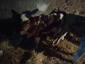 Telad do mesec dana - thumbnail 3