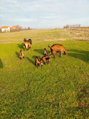 Mlade koze i jarići - thumbnail 2