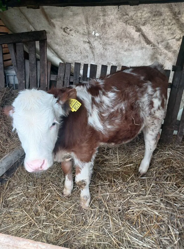 Simentalac na prodaju