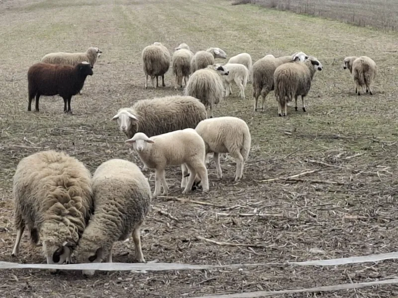 4 ovce sa jagnjadima