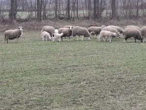 4 ovce sa jagnjadima - thumbnail 2