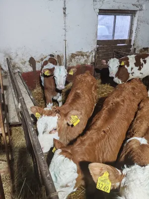 Muška telad - thumbnail 1